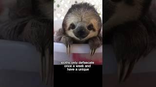 What is the purpose of a sloth? Sloths Fact #shorts #animals #sloths