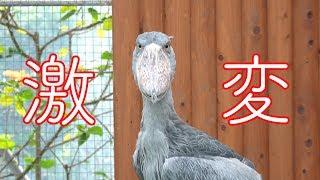 ハシビロコウのふたば、髪型が変わり過ぎてる件【11月のふたば】Shoebill's hairstyle has changed