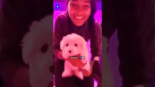 One love️ #viral#shorts#love#dog#doglover#pomeranian#labrador#pets#onelove#trending#song