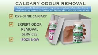 Expert Pet Stain Removal Calgary - Carpet Odour (2024)