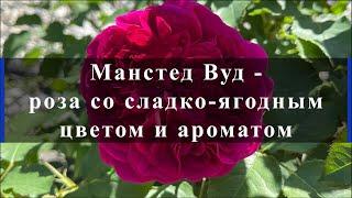 Манстед Вуд  - роза со сладко-ягодным цветом и ароматом. Питомник растений Е. Иващенко