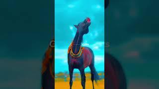 Edit Cavalo Mangalarga Marchador ️, #vaiprofycaramba #cavalos #foryou