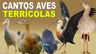 CANTOS DE AVES de hábitos terrícolas / inhambu, perdiz, jacu, mutum, saracura, coruja, juriti