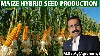 MAIZE HYBRID SEED PRODUCTION