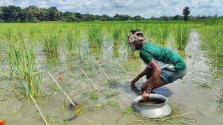 Unbelievable Fishing || Traditional Catch Fish By Bamboo Tools Hook In Village Paddy Fields Water