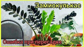 Ошибка при пересадке #ЗАМИОКУЛЬКАС Как исправляла #долларовоедерево #цветы #растения #суккуленты