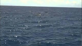 Dolphins spotted at Substation Curacao