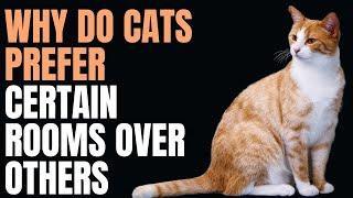 WHY DO CATS PREFER CERTAIN ROOMS OVER OTHERS 
