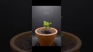 Cockscomb Plant Growth Timelapse #timelapse #garden #gardening #trending #plants #flowers #time