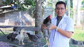 Setelah Ayam KUB, SENSI, 2020 Balitnak Punya Pejantan Tangguh Namanya Ayam GAOK