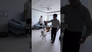 400만 손님을 폭행하는 강아지 행동교정법