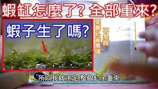 蝦缸怎麼了? | 突然生小蝦了嗎 | 設缸初衷是要養孔雀RRRRR