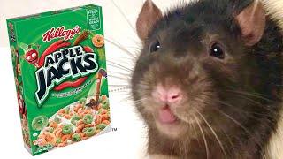 APPLE JACKS REVIEW (RAT ASMR)