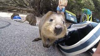 Adorable Quokka Wants A Cuddle