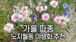 9월말~10월초 파종하는 야생화 꽃씨 추천 | 노지월동 다년생 가을 씨앗 | 시골 가드닝