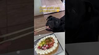 COMI SUSHI PELA PRIMEIRA VEZ!  cachorro comendo sushi  #cachorro #pitbull #cachorros #sushi #dog