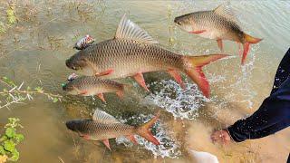 fish | Rohu fish catching | gold fish catching | feeder fishing| how to catch big fishes| fishing