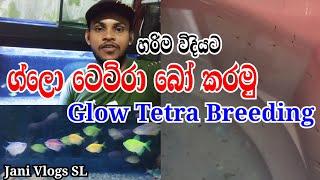 ග්ලො ටෙට්රා බෝ කරමු - Glow Tetra Breeding Sinhala - Jani Vlogs SL