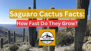 Saguaro Cactus Facts: How Fast Do They Grow?