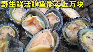 無人島趕海發大財！野生鮮活將軍鮑遍地都是，一隻就能賣好幾千【漁小仙】