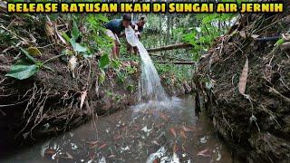 Melepaskan Ratusan Ikan di Sungai Tengah Hutan | Releasing Fish in a River