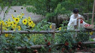 The life of tomato~The flowers bloomed,and the tomatoes are now red.Tomato hot pot!Here we go!Liziqi