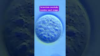 Embryo Development IVF Explained! #ivf #infertility #shorts