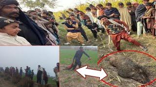 Wild Boar Hunting|Pig Hunting With Dog||Soor Ka Shikar