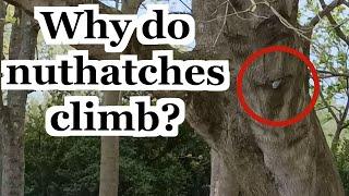 Why Does a Nuthatch Climb Up and Down a Tree? Footage of Woodland Bird | UK Wildlife Species