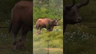 Bull hunting  call of the wild #hunting #gaming #animal #shorts