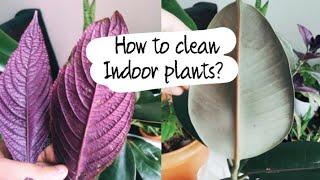 How to properly clean Indoor Plants| Biosphereflora.