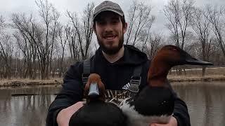 Duck Banding on the Mississippi River