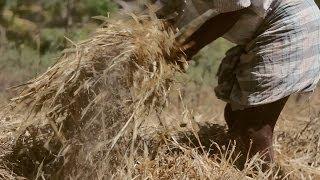 HAY • an Oxlaey SNAP from INDIA • Rural laborers on the road