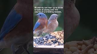 Eastern Bluebird Nesting Competition #birds #birdfeeder #bluebird #nestingbird