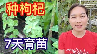 （60）如何快速种植枸杞的好方法，需要注意些什么？这样做必成功！