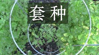 小小菜地怎么种出多多的蔬菜？请考虑套种！/ How to grow more vegetables in your backyard garden？