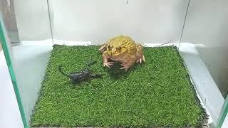 Bullfrog vs scorpion