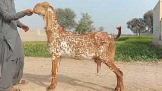 makhi cheeni gabban bakriyan Ajmal goat farm Hasilpur 03086171529