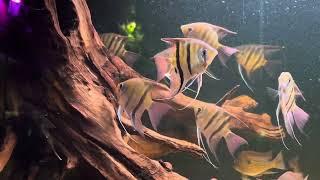 Pterophyllum leopoldi F1