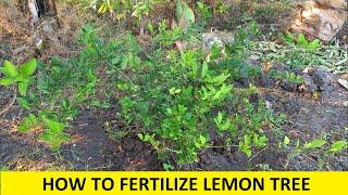 How to Fertilize Lemon Tree / Organic Fertilizer of Lemon tree / Lemon Farming / Citrus Farming