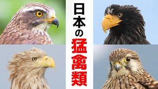 【解説】日本の猛禽類16種（タカ目・ハヤブサ目・フクロウ目）