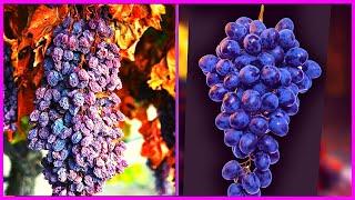 Amazing Dry Grape Making Technology | Raisin Making Processing | Dried Fruit Factory Process