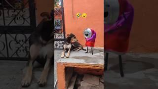funny video dog   #shorts #trendingshorts #shortvideos