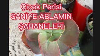 ÇİÇEK PERİSİ SANİYE CAN ABLAMIN ŞAHANE PAKETİ  @CicekPerisi #vlog #succulents #türkiye #belgium