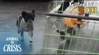 Rescue Dog Escapes From Home Every Time.. The Reason Was..! l Animal in Crisis Ep 432