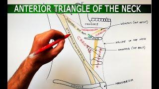 The Anterior Triangle of the Neck - Boundaries  Subdivisions | Anatomy Tutorial