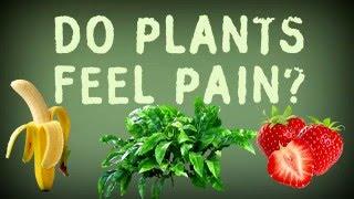 Do Plants Feel Pain?