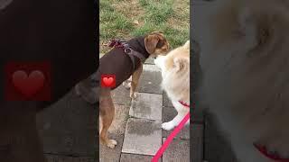 pure love dogs#dogs#doglover #funydogs #whatsup #alborginaltv