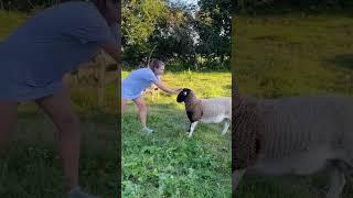 Clever sheep #foryou #funnyanimals #funny #funnyvideo #funnysheep #usa #funypets