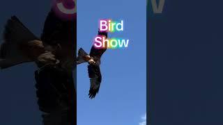 #austria #travel #австрия #reisen #2025 #österreich #путешествия #vogel #adler #орел #ястреб #рек